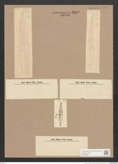 Navicula sp. (de-Toni-Nr.: Genus 1) Zeichnungen Sammlung Grunow Nr. 1382 (NHMW-BOT-W0368341)